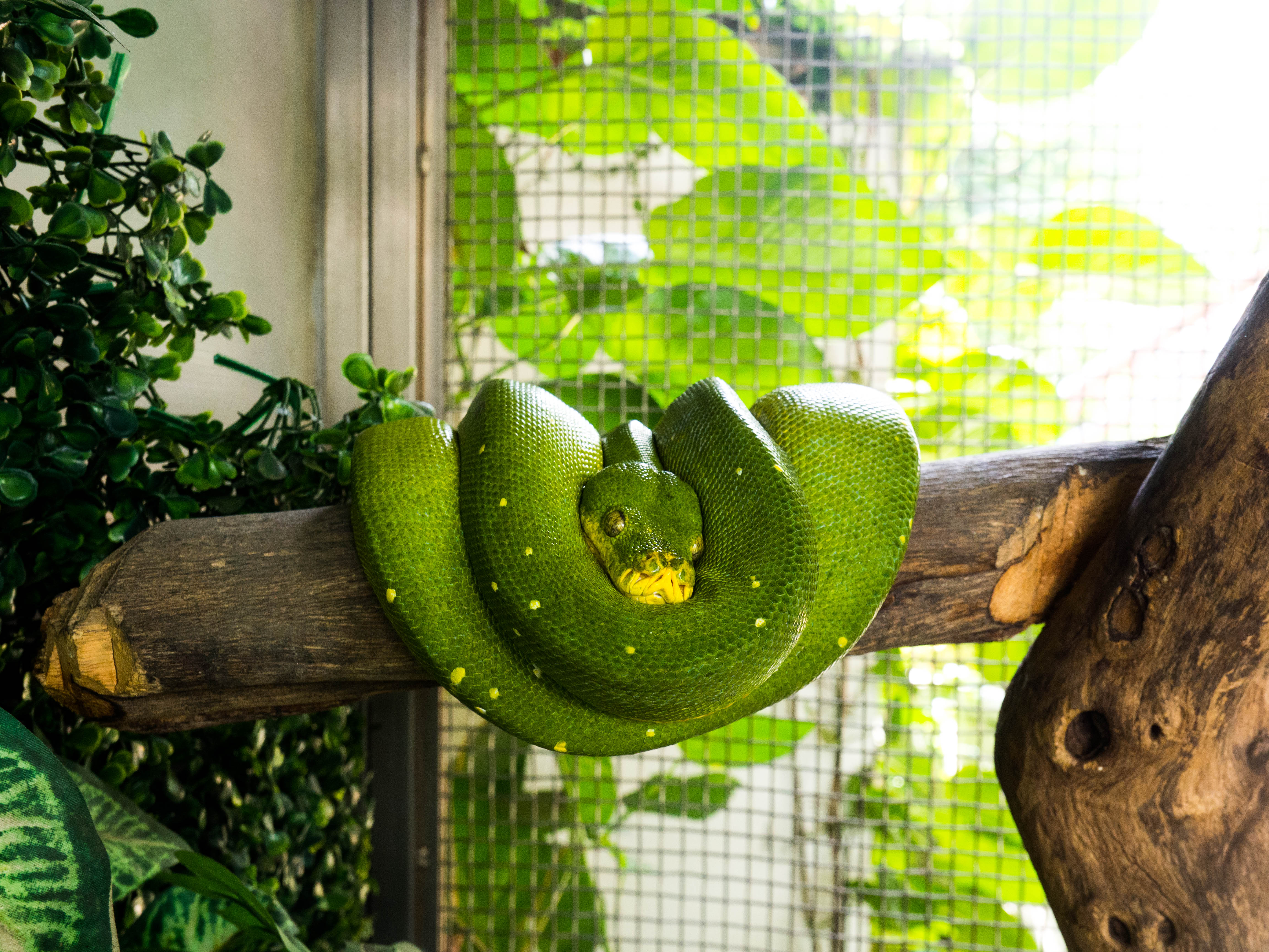 閲覧 注意 蛇ヘビへび スネークファームに行って来ました ゆうたのブログ